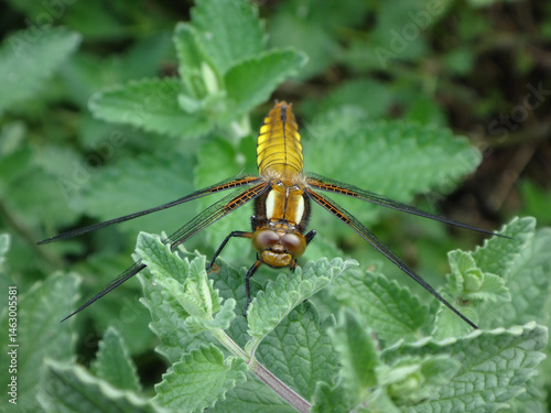 The broad-bodied chaser (Libellula depressa), female resting on catmint
