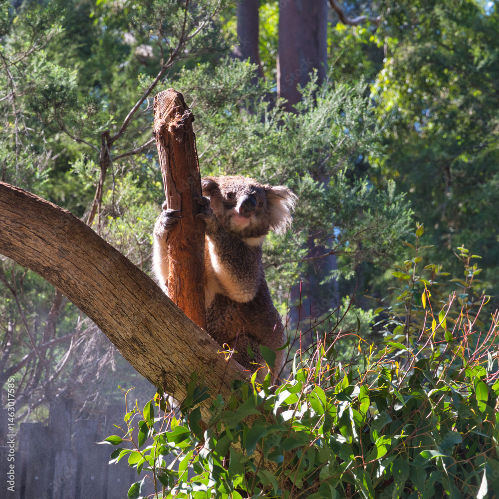 Obraz premium Koala