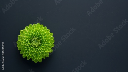 Stunning overhead shot of a round green chrysanthemum flower, displaying intricate details against a dark backdrop.