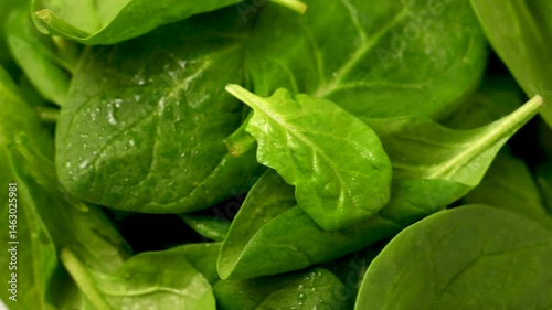 Fresh spinach green leaves close up. Healthy food. Salad leaves