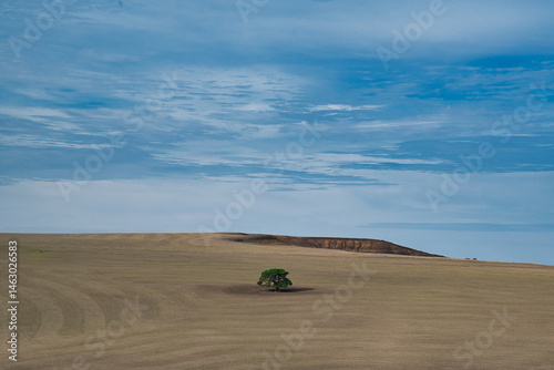 Lone tree, Bushrangers Bay, Australia