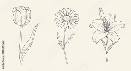 Flower Line Art Drawing of Tulip Daisy and Lily