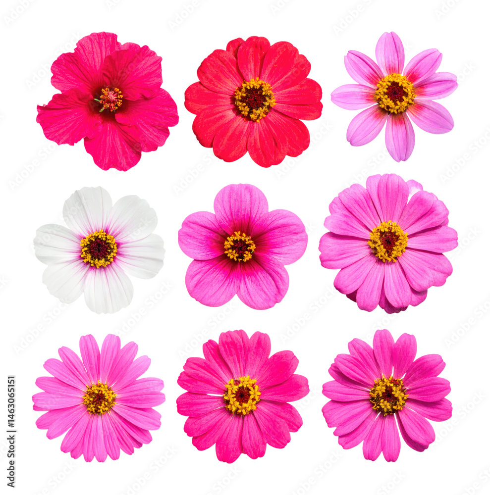 Collection of Single Flowers Each Testament to Nature's Artistry, Isolated on Transparent Background Collection of Single Flowers Each Testament to Nature's Artistry, Isolated on Transparent Background