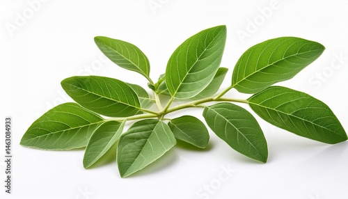 close up green ashwagandha plant twig isolated on white background