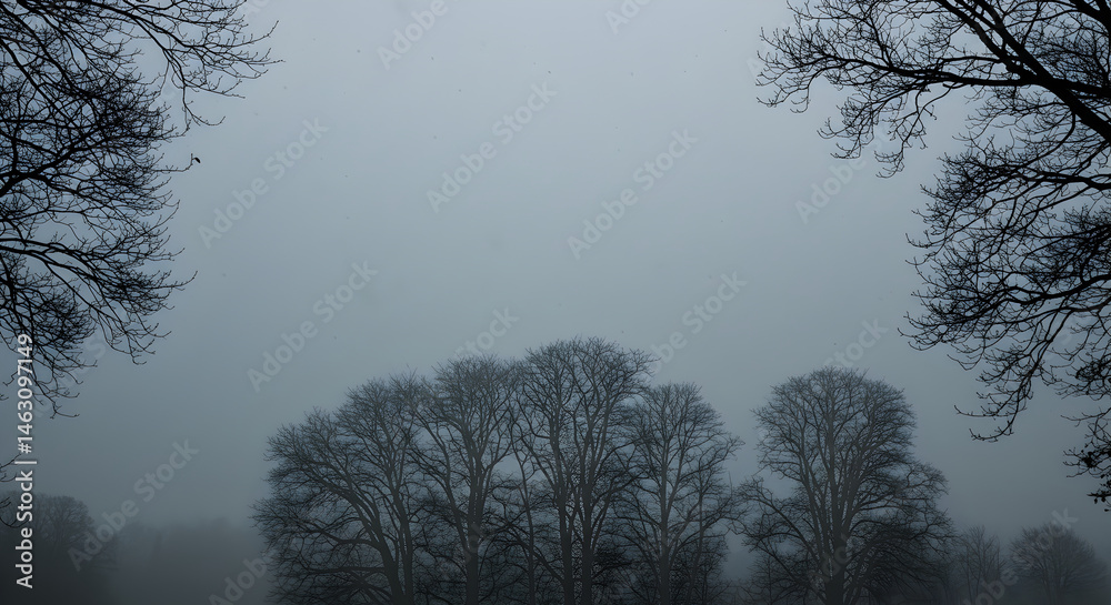 Fototapeta premium Mystic Bare Trees Through Dense Fog In Winter Season Atmospheric Mood