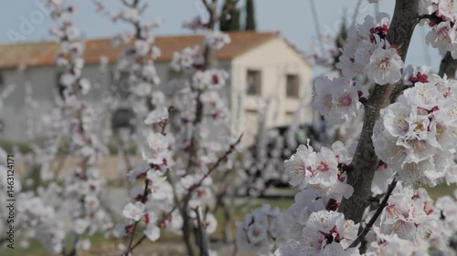 Close-up of blooming white almond blossoms on tree branches in spring orchard. Delicate flowers in full bloom with soft-focus background. Concept of renewal, travel and natural beauty.