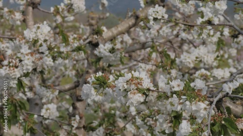 Close-up of blooming white almond blossoms on tree branches in spring orchard. Delicate flowers in full bloom with soft-focus background. Concept of renewal, travel and natural beauty.