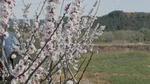 Close-up of blooming white almond blossoms on tree branches in spring orchard. Delicate flowers in full bloom with soft-focus background. Concept of renewal, travel and natural beauty.