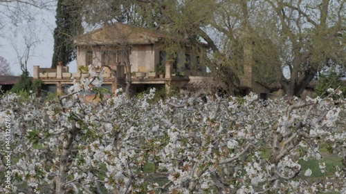 Close-up of blooming white almond blossoms on tree branches in spring orchard. Delicate flowers in full bloom with soft-focus background. Concept of renewal, travel and natural beauty.