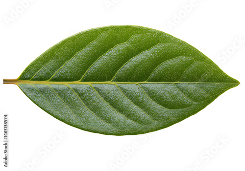 Elegant single green leaf showcasing intricate vein pattern on white background
