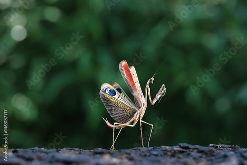 Male Peacock praying mantis (Pseudempusa pinnapavonis) in defensive display with colorful wings. On each inner wing there is a huge shimmering spot .Tropical insect sanctuary ,Thailand