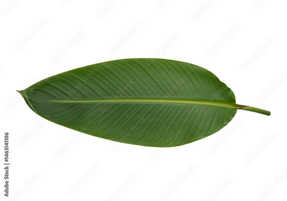Obraz premium Isolated vibrant green tropical leaf, showcasing botanical texture and structure