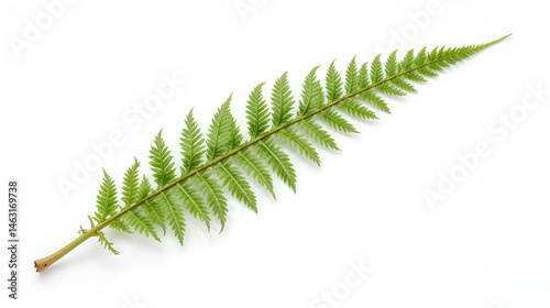 Single isolated fern frond on white background, botanical, herbage, foliage