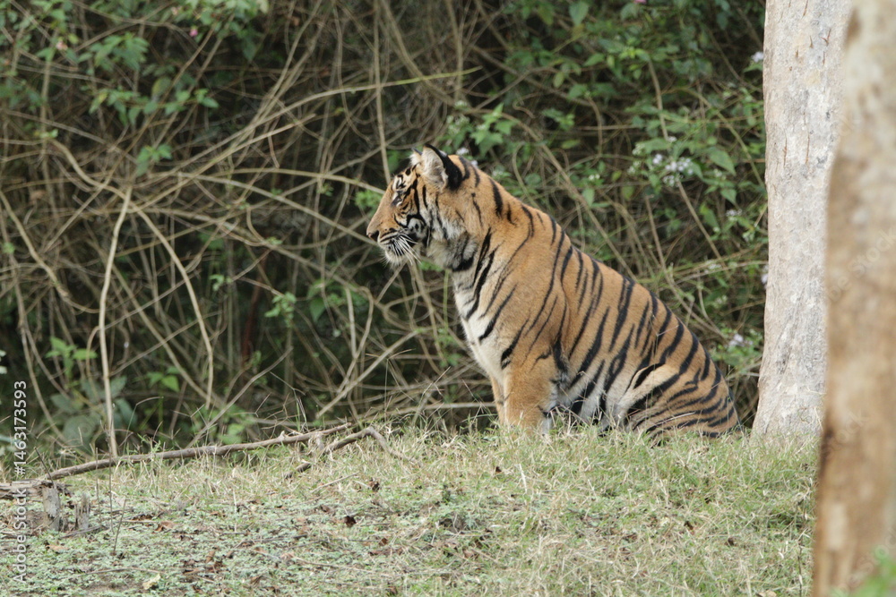 A young Tiger in Kabini National Park, India A young Tiger in Kabini National Park, India