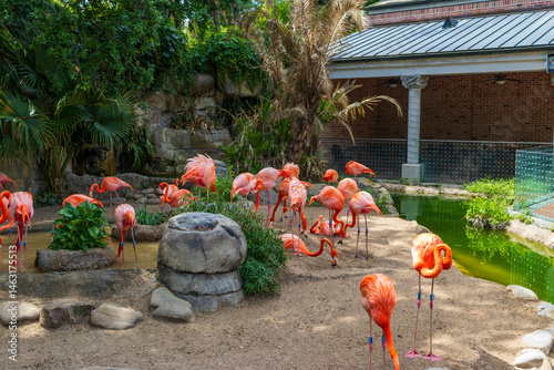 Beautiful Caribbean Flamingos at the Audubon Zoo in New Orleans Louisiana USA