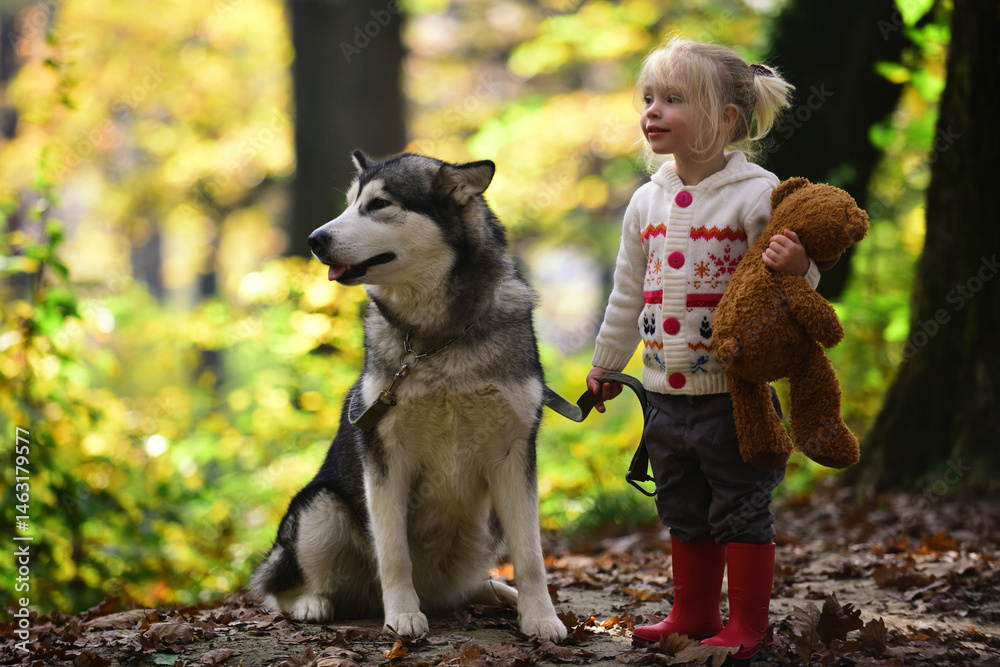 Child walking with dog. Kid playing with dog in autumn park. Child girl hugging cute Husky. Kid and dog. Child with pet husky. Cute puppy in fall foliage. Fluffy dog and child portrait.
