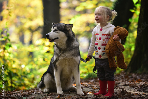 Obraz na płótnie Child walking with dog. Kid playing with dog in autumn park. Child girl hugging cute Husky. Kid and dog. Child with pet husky. Cute puppy in fall foliage. Fluffy dog and child portrait. w salonie