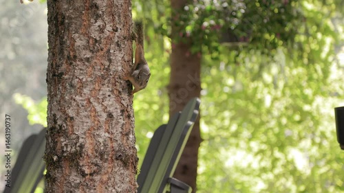 Wallpaper Mural Cute squirrel gathering nuts, woodland wildlife, rodent. 4K 24FPS Torontodigital.ca