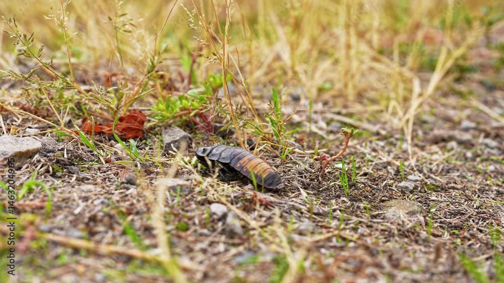 Big black madagascar cockroach crawling and running in natural habitat, insect wildlife documental footage, close up shot of cockroach crawling on the soil outdoors. Big black madagascar cockroach crawling and running in natural habitat, insect wildlife documental footage, close up shot of cockroach crawling on the soil outdoors.