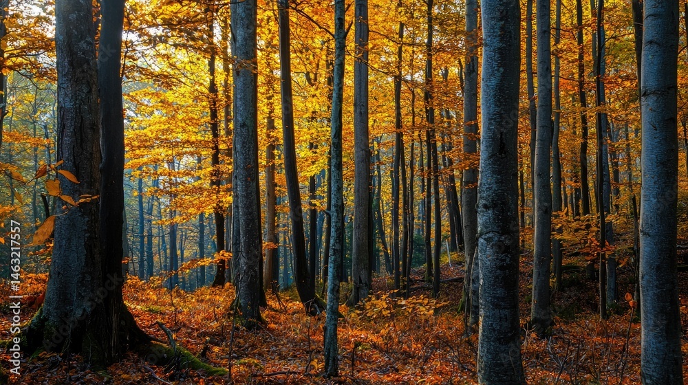 Obraz premium Autumnal forest scene with golden foliage.
