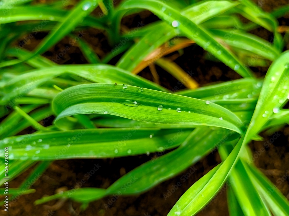 Green Leaves with Water Droplets Close Up Green Leaves with Water Droplets Close Up