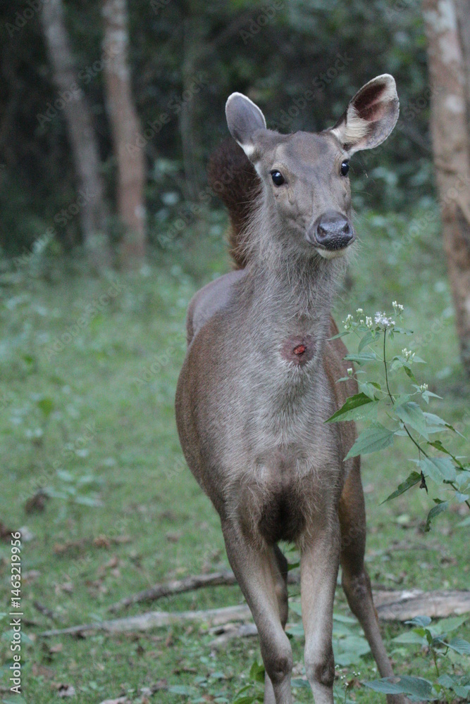 Fototapeta premium Spotted Deer in Kabini National Park, India 