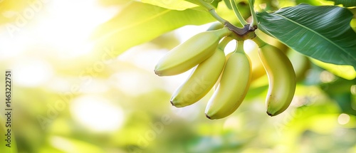 A cluster of ripening bananas on a tree.