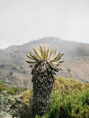 frailejon 