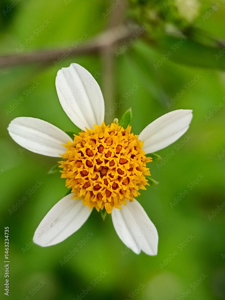 Obraz premium Daisy Flower Close-up with Yellow Center and White Petals