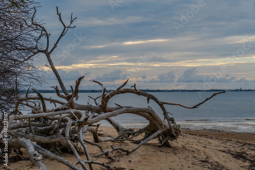 Wallpaper Mural Late afternoon view past dead tree on the beach, across the bay to Cleveland point on the horizon. Morwong Beach, Coochiemudlo Island, Queensland, Australia Torontodigital.ca