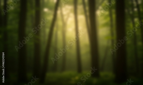 Misty Forest Scenery with Sunbeams Through Trees