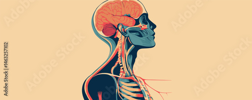 Anatomical side view of human head and brain with detailed nervous system illustration.