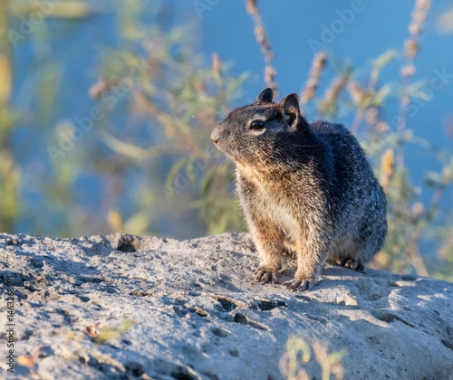 Texas Rock Squirrel (Spermophilus variegatus) is bushy-tailed ground squirrel that prefer rocky areas