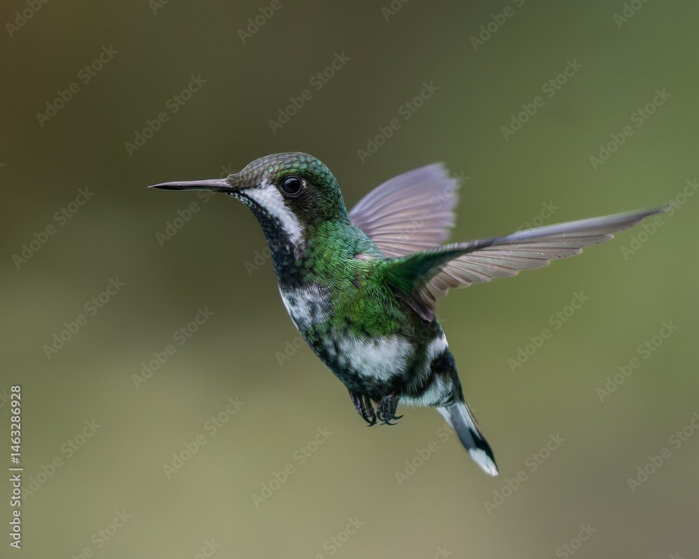Fototapeta premium Green Thorntail