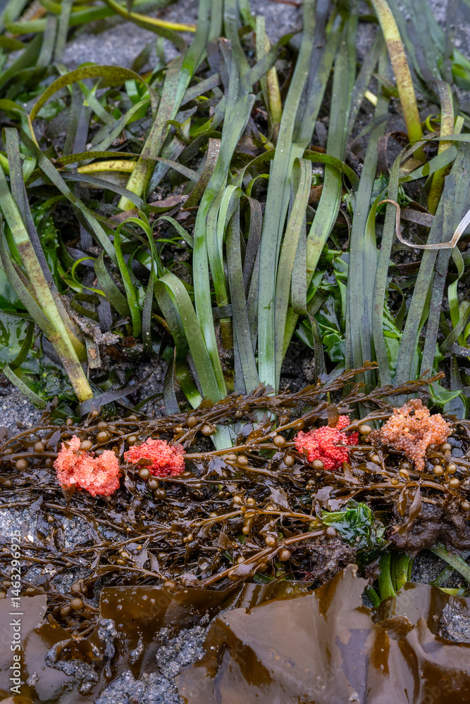 Fototapeta premium Bright orange fish eggs in piles on brown kelp and green sea grass, on the beach at low tide, marine environment in Puget Sound, Marina Beach Park, Edmonds, Washington 