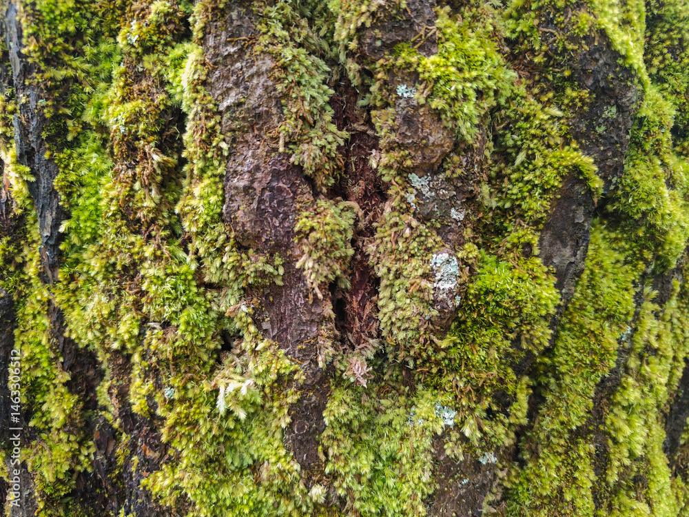Macro photo of vibrant green moss growing on textured tree bark, captured in a forest environment.