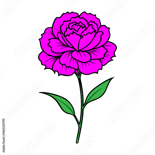 pink carnation isolated on white background