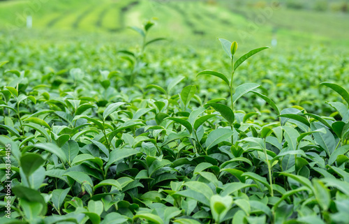 Obraz na płótnie Tea leaves growing in plantation field. Camellia sinensis is a species of evergreen shrubs, its leaves and leaf buds are used to produce tea. w salonie