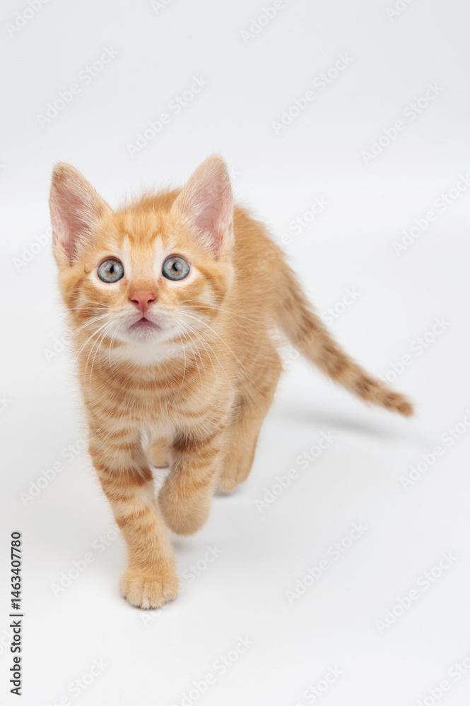 Cute orange tabby kitten exploring white space with curiosity and playful energy