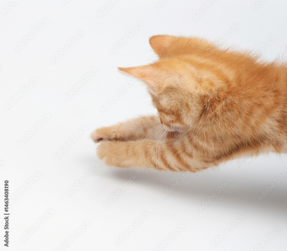 Playful orange tabby cat reaching and stretching on white background