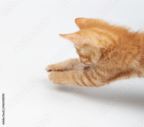 Obraz na płótnie Playful orange tabby cat reaching and stretching on white background w salonie