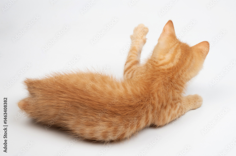Curious orange kitten playing on white surface during afternoon light
