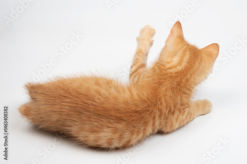 Obraz na płótnie Curious orange kitten playing on white surface during afternoon light w salonie