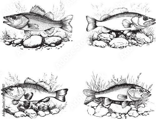 Bass Fish Svg