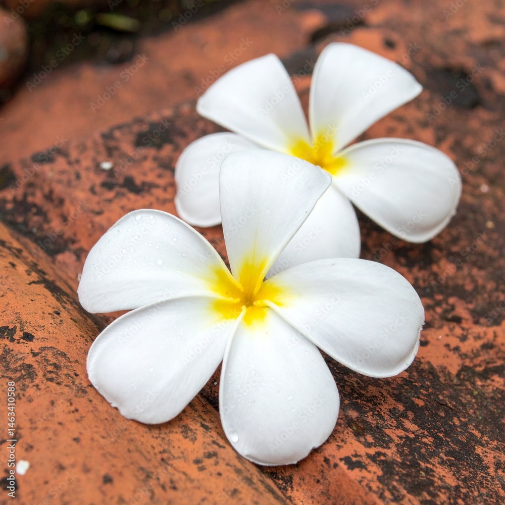Fragrant white plumeria flowers with yellow throat and dewdrops on aged terracotta roof tile isolated background, full depth of field Fragrant white plumeria flowers with yellow throat and dewdrops on aged terracotta roof tile isolated background, full depth of field