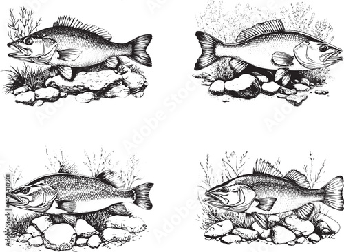 Bass Fish Svg