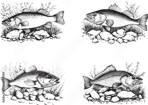 Bass Fish Svg