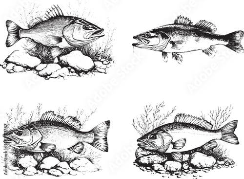 Bass Fish Svg