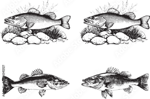 Bass Fish Svg