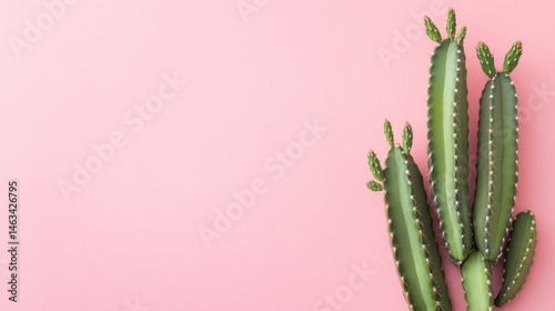 Obraz na płótnie Pink Background Cactus Arrangement (25) w salonie